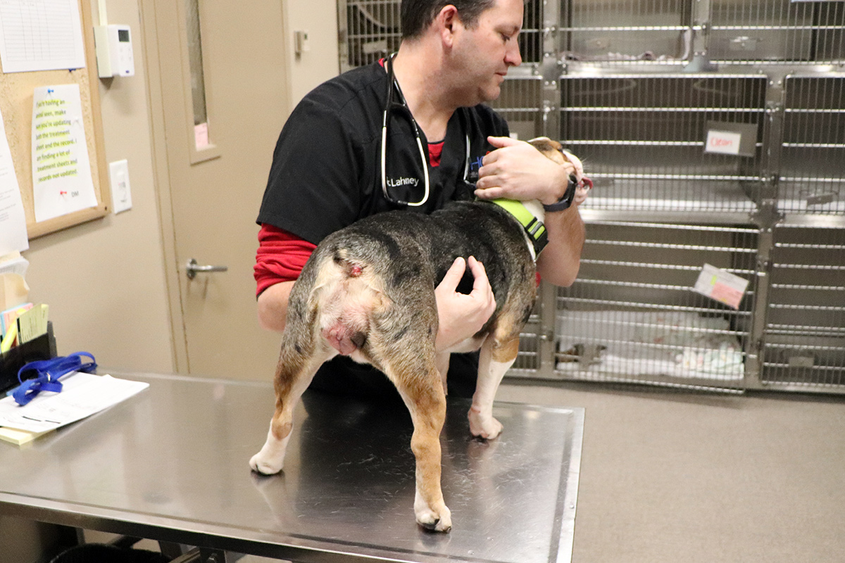 a man holding a dog