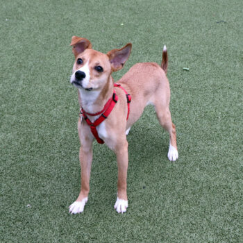 beth-blog-march24-koda Koda T105803