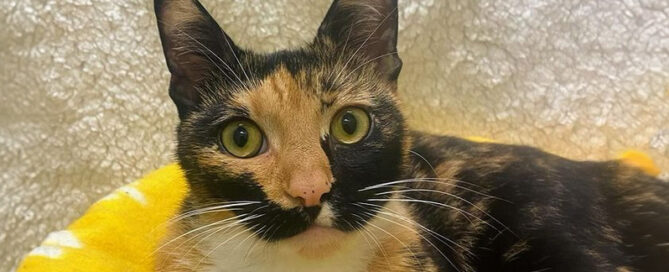 a close up of a cat
