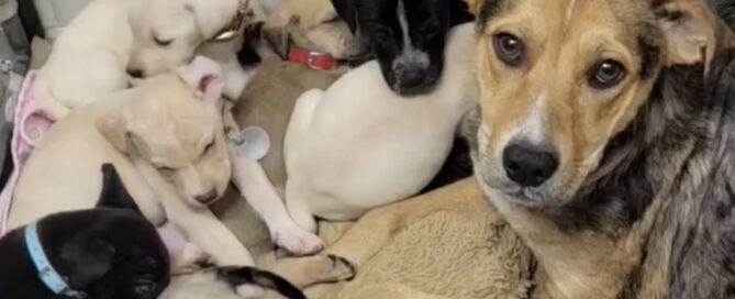 a group of dogs lying together