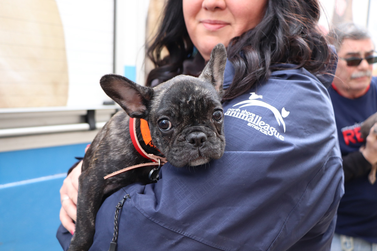 a dog on a person's shoulder