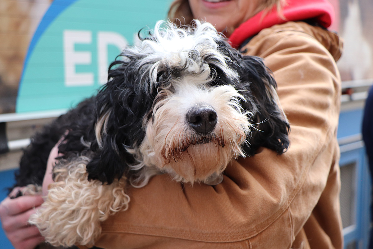 a dog in a person's arms