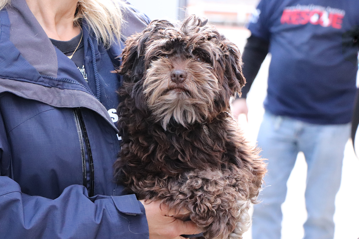 a dog in a person's hands