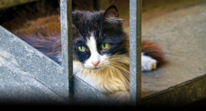 Community Cats