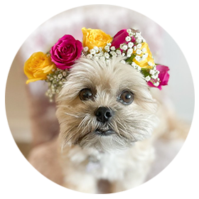 a dog wearing a flower crown