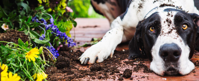 a dog lying on the ground with dirt