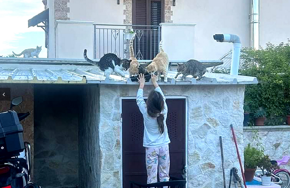 bethblog-june2024-muttigree-ambassador-img1 Mutt-i-grees® Curriculum Student Ambassador feeds stray cats in Bosnia.