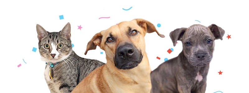 nsala_header_2024_bighearttrivia_web_animals_1a