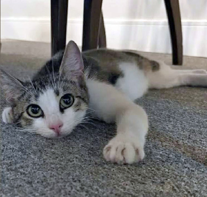 beth-blog-july-philly-kitten a cat lying on the floor