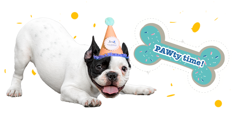 a dog wearing a party hat