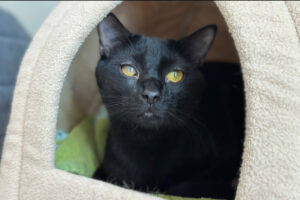 Why Black Cats Rule