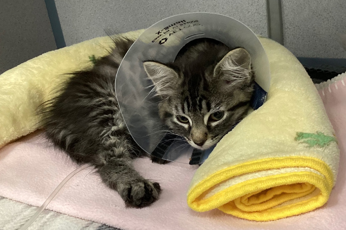 a cat with a cone on its head
