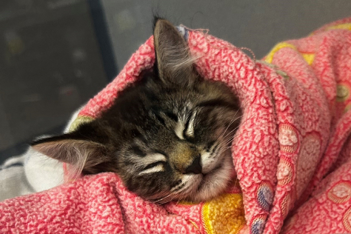 a cat sleeping in a blanket