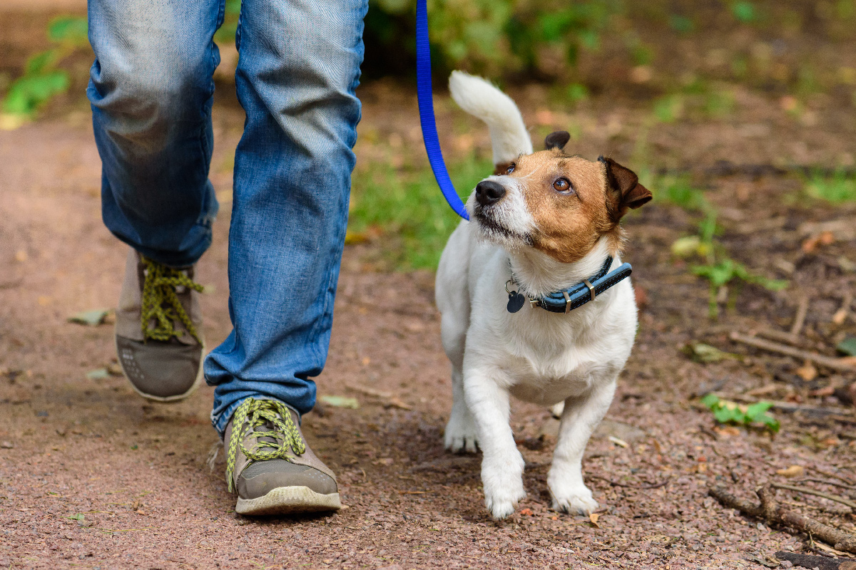 blog-rabies-article-dog-hike Hiking with Man's Best Friend