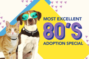 Most Excellent 80's Adoption Special