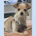 Sponsor Pet Coco/Chachi