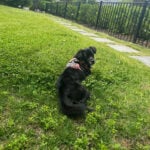 Sponsor Pet Priscilla
