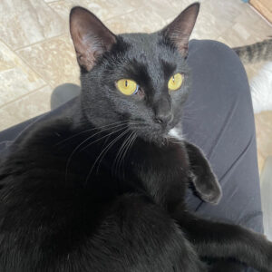 NCI Cat Kienna