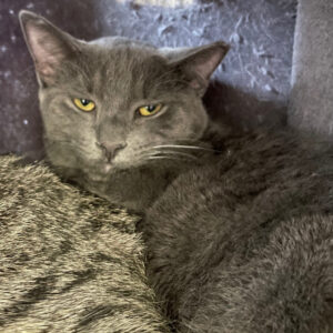NCI Cat Linus