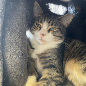 NCI Cat Lola