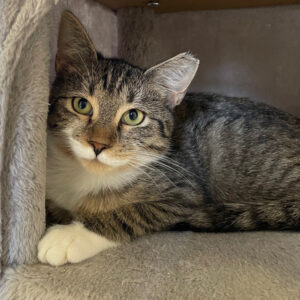 NCI Cat Lulu