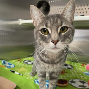 NCI Cat Rosita