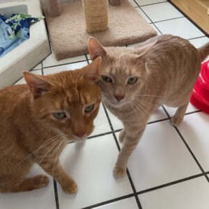 NCI Cat Finley Ollie