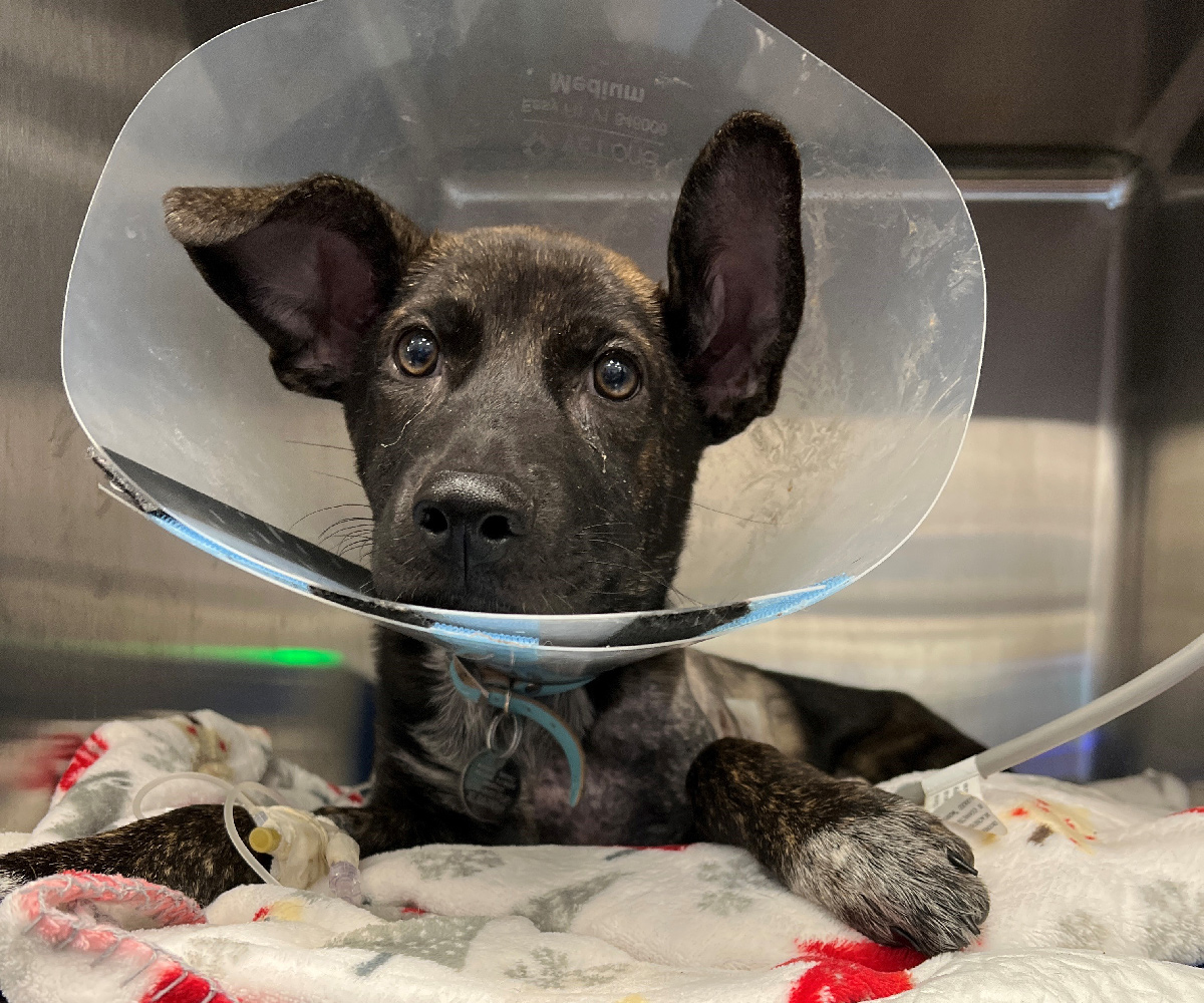 a dog with a cone around its neck