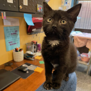NCI Cat Spiderman
