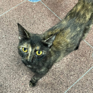 NCI Cat Nightly