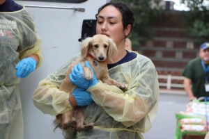 puppy mill rescue