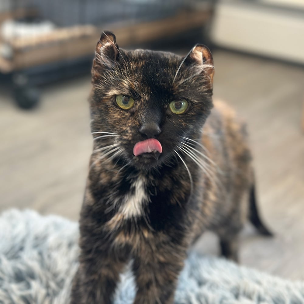 Meet Pebbles