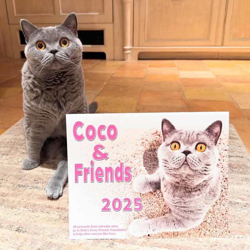 beth-blog-nov2024-coco-and-friends-calendar a cat sitting on the floor next to a sign