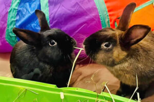 Amazon Wish List for Rabbits