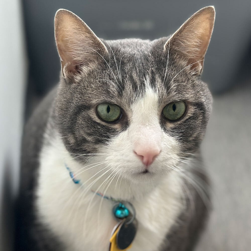 Meet Wallaby