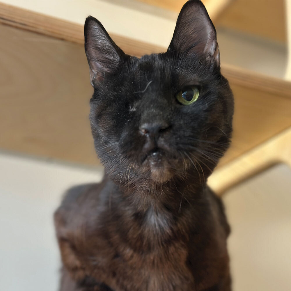 Meet Koko