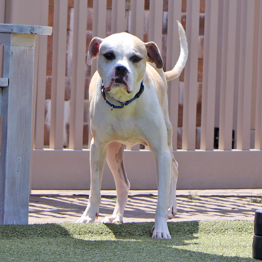 r162702-biscuit-male-senior-tan-white-boxer-mix-082224b,jpg Biscuit, R162702