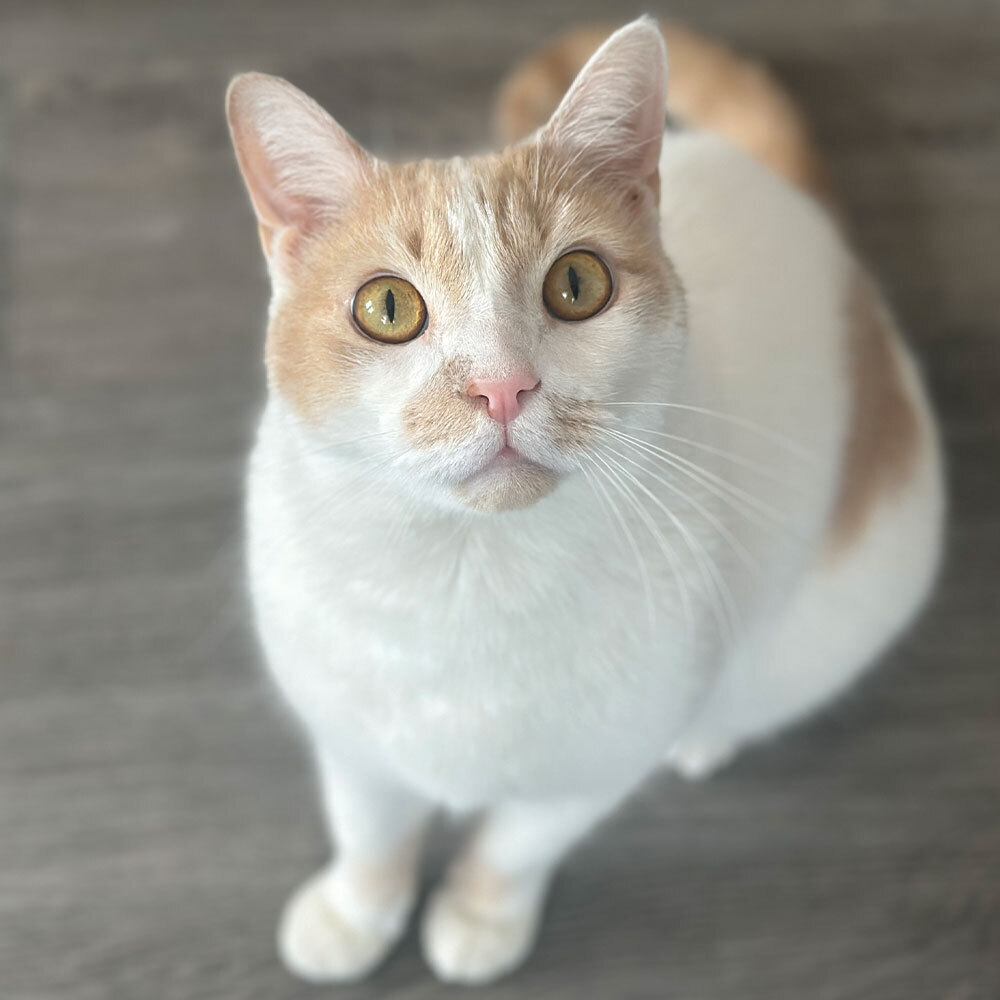 Meet Jinji