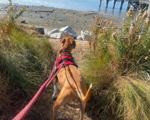 Bernie's Adventure
