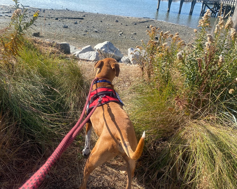 Bernie's Adventure