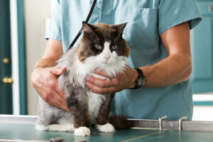 New Years Story 2024 Cat Check Up