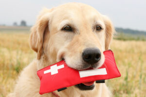 New Years Story 2024 First Aid