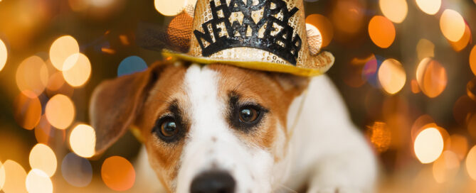 a dog wearing a hat