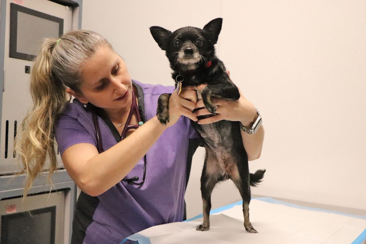 a woman holding a dog