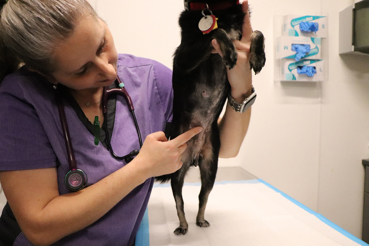 a woman holding a dog