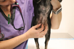 Help Suzy Heal