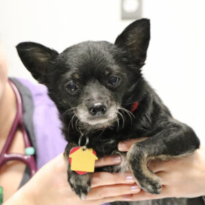 Help Suzy Heal