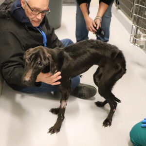 Help Seamus Heal