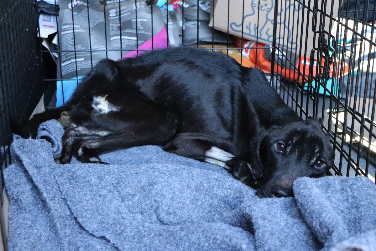 a dog lying in a cage