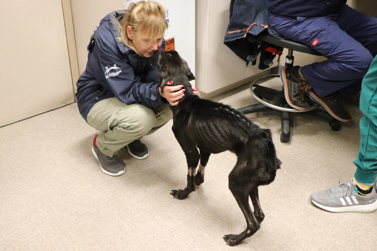 a woman petting a dog